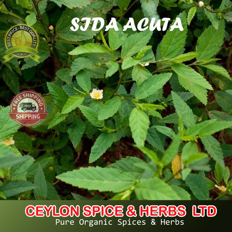 Sida Acuta ,Freshly Air Dry To Order, Dried Leaves, Sida Rhombifol ,100% Organic Sida acuta , Organic Broom weed,Sida Rhombifolia 2 KG RARE image 1