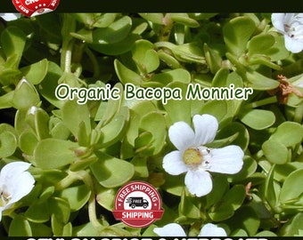 Brahmi Hair Oil - Etsy Singapore Brahmi Hair Oil - Etsy Singapore