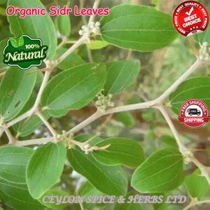 Sidr Leaves Lote Leaves ,Sidr Leaves Organic Sidr Leaves Natural Dried Sidr, Organic Jujube Leaves zdjęcie 5