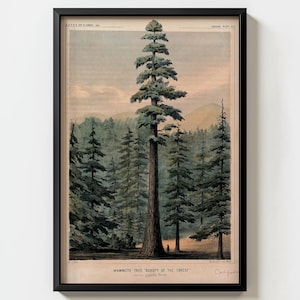Giant Sequoia Tree Wall Art Print | W.P. Blake Antique California Lithograph decor