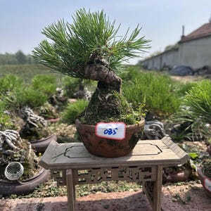 May include: A pine bonsai tree with green needles and a thick, textured trunk planted in a round, brown ceramic pot. A white rectangular tag with the handwritten text 085 is attached to the front of the pot, which sits on a small wooden stand.