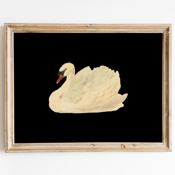 Knobbelzwaan par Aert Schouman, impression Mute Swan, fond noir