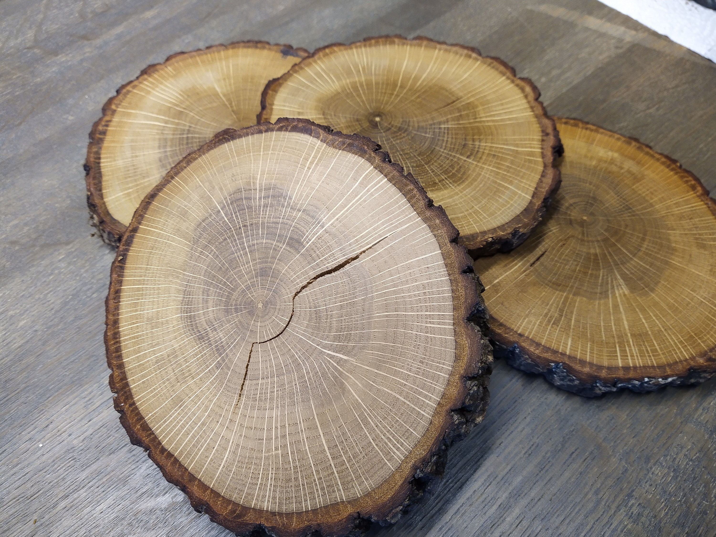 Set of 4x English Oak Tree Slices Quercus Robur Approx. Etsy