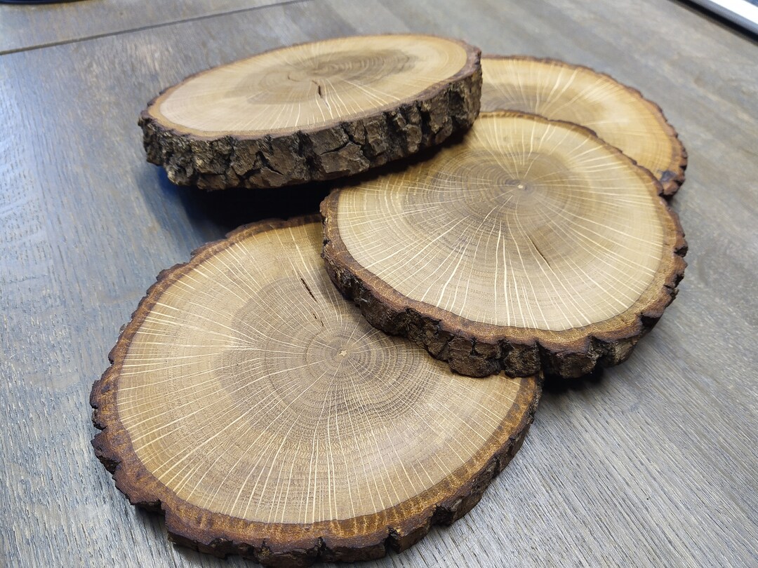 Set of 4x English Oak Tree Slices Quercus Robur Approx. Etsy