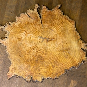 Wurzelstern, Pinus Silvestris, Baumscheibe, Wurzelholz, Wurzelscheibe, Waldkiefer, grob geschliffen, Altholz