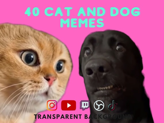 Funny Dog Meme Tik Tok Funny Dog Staring Video Compilation TikTok