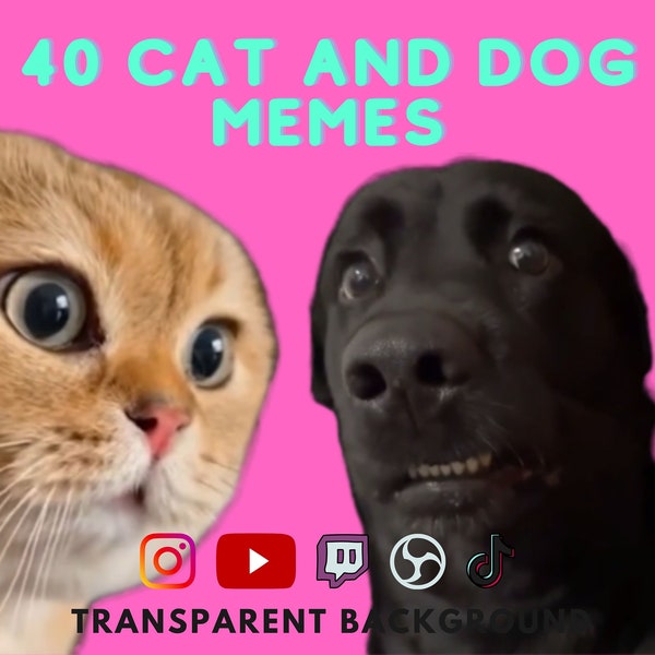 40 mèmes chats et chiens populaires Fichiers WEBM à fond transparent pour créer du contenu amusant TikTok Twitch Youtube