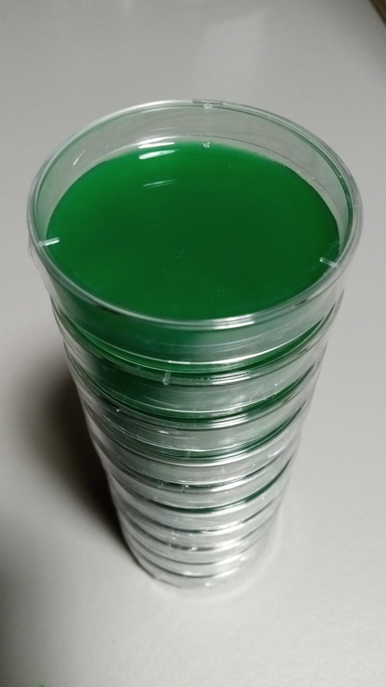 10 60mm Potato Dextrose Agar Plates Etsy