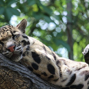 Clouded Leopard