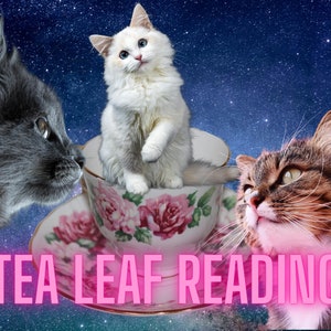 May include: Three cats, one gray, one white, and one brown tabby, are looking at a teacup and saucer with a floral pattern. The text "TEA LEAF READING" is in pink letters below the teacup.