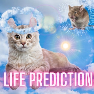 ¡3 Predicciones Lectura Psíquica! / ¡El gato psíquico conoce tu futuro! ¡Ridículo y 1000% exacto! ¡Miauza! Para todos los amantes de los gatos