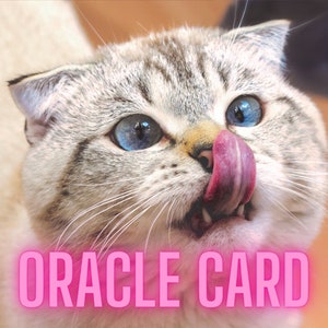 Leitura psíquica catastrófica da carta Oracle! | Cat Psychic (Mr. Fuzzy Pants) verá quais mensagens o Grande Gato no Céu tem para você!