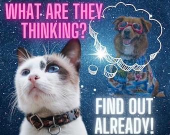 What are they thinking? What is He thinking?! She thinking?! They thinking?!?!?!  FIND OUT! With Mr. Fluffy Pants, the BEST Cat Psychic!