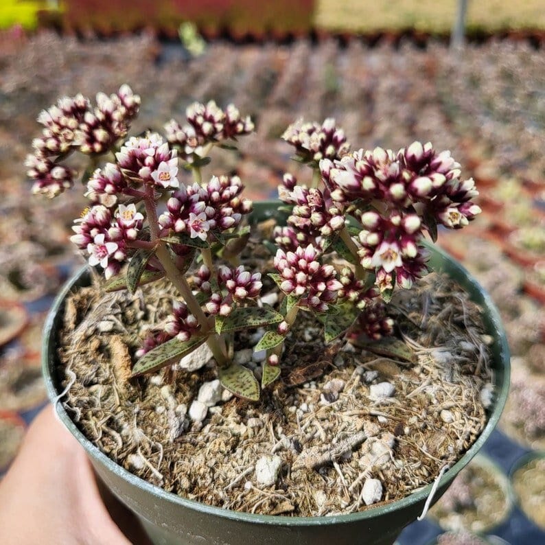 2 4 Tiger Jade Succulent, Crassula Exilis Subsp. Cooperi - Etsy