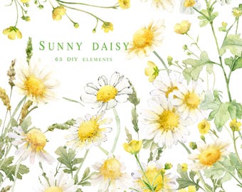Watercolor daisy clipart, floral elements png, watercolor flowers, white flower clip art, chamomile, wildflowers floral images