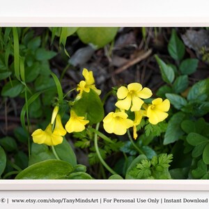Bermuda Buttercup | Instant Digital Download | Yellow Flower, Large Botanical Print, Mediterranean Flowers, Yellow Home Design, Nature #31