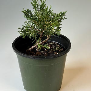 May include: A small green juniper plant with needle-like foliage growing in a dark green plastic nursery pot filled with dark potting soil and wood chips. The plant has a thin, woody stem and branches extending upwards.