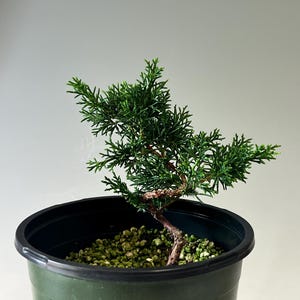May include: A small green juniper bonsai tree with a curved brown trunk planted in a dark green plastic nursery pot. The soil surface is covered with small light green pebbles, and the number 38 is written in white paint on the pot exterior.