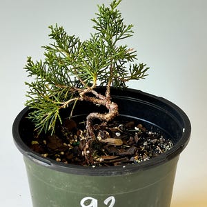 Shimpaku Juniper - Nursery Container (92)