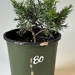 May include: A small green juniper plant with dense, needle-like foliage growing in a dark olive green plastic nursery pot. The pot features the white hand-painted number 180 on the front surface, along with a vertical white paint drip mark.