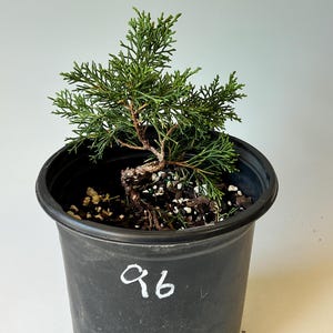 May include: A small green juniper bonsai tree planted in a black plastic nursery pot. The pot features the handwritten white text 96 on its side. The soil surface is dark and contains small white perlite particles and wood chips.