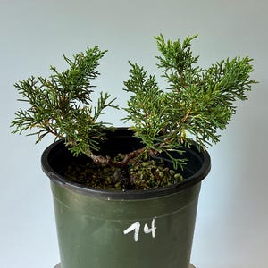 May include: A small juniper bonsai tree with dense, needle-like green foliage planted in a dark green plastic nursery pot. The pot features the handwritten white number 74 on the front surface, and the soil is covered with small pebbles.