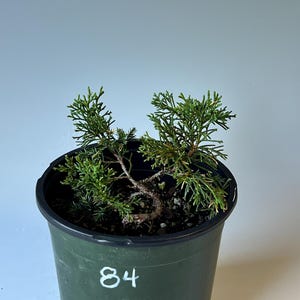 Shimpaku Juniper - Nursery Container (84)