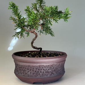 May include: A small juniper bonsai tree with a slender, curved brown trunk and vibrant green needle-like foliage. The tree is planted in a round, dark brown ceramic pot featuring a textured, dimpled band around the exterior surface.