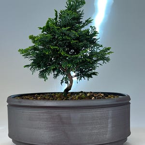 May include: A small evergreen bonsai tree with dense, dark green, scale-like foliage and a slender, curved trunk. The tree is planted in a round, dark gray ceramic pot with a smooth finish and short, sturdy feet, filled with small brown soil pebbles.