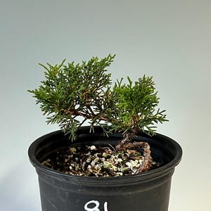 May include: A small green juniper bonsai tree with a curved trunk planted in a black plastic nursery pot. The pot features the white handwritten number 81 on the front. The soil surface is covered with small white and grey pebbles.