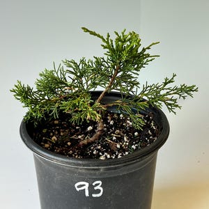 Shimpaku Juniper - Nursery Container (93)