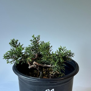 Shimpaku Juniper - Nursery Container (82)