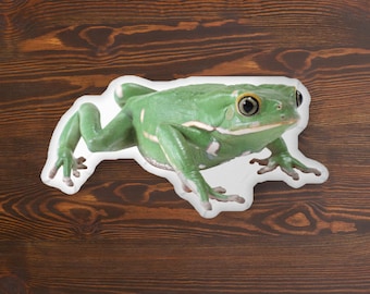 Green Tree Frog PIllow