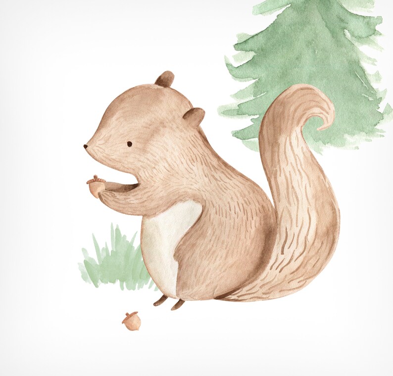 May include: Watercolor illustration of a brown squirrel holding an acorn. The squirrel is depicted with a fluffy tail and fur, set against a backdrop of green grass and a watercolor pine tree. A second acorn is on the ground.