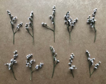 Dried plant. Star shape white flowers