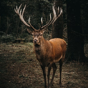 Imperial Stag Print Unframed With 20mm white border for mount