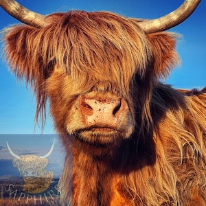 Highland Cow Canvas - Lilly
