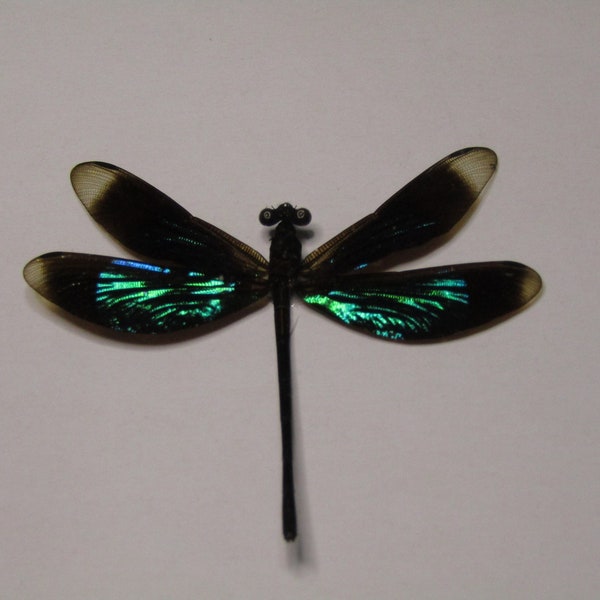 Green Damselfly with 5x5 Black Display Frame