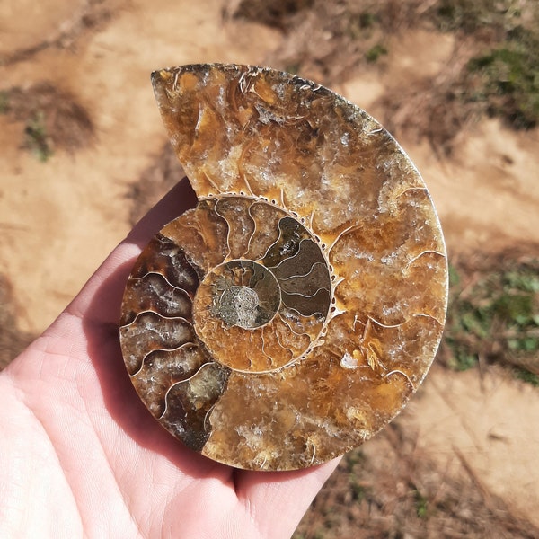 Ammonite Fossil