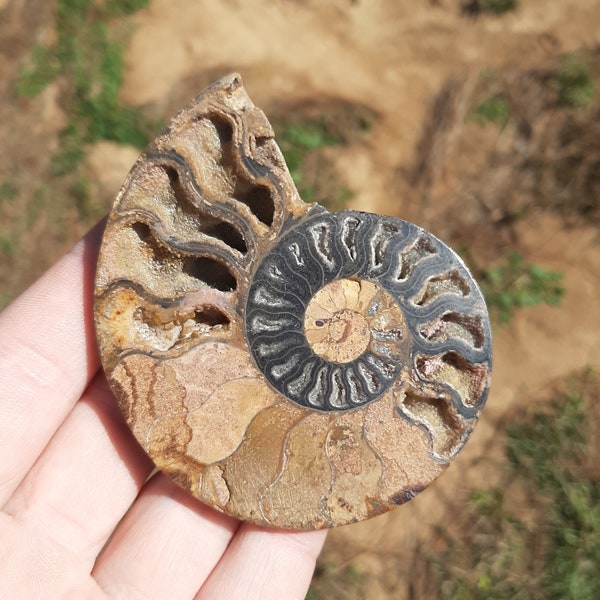 Black Ammonite Fossil