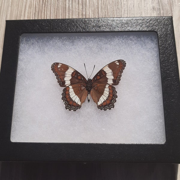 White Admiral Butterfly