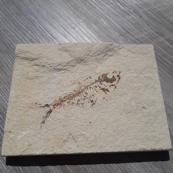 Green River Fossil Fish