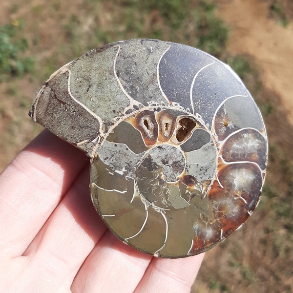 Ammonite Fossil