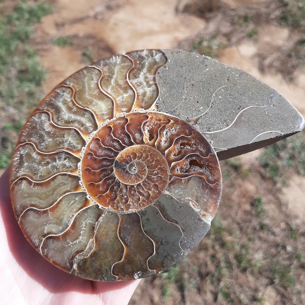 Large Ammonite Fossil