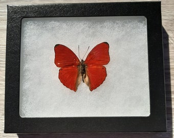 Red Glider Butterfly