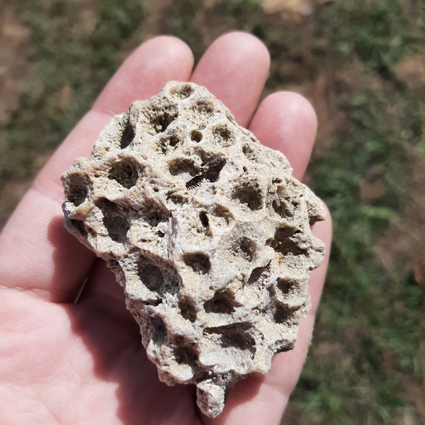 Rugose Coral Fossil