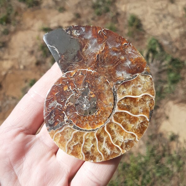 Ammonite Fossil