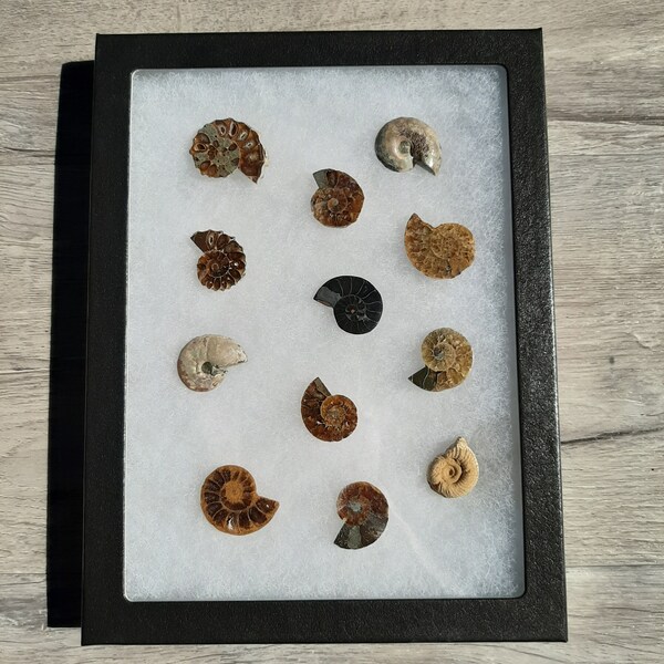 12 Mini Ammonite Fossils With Case