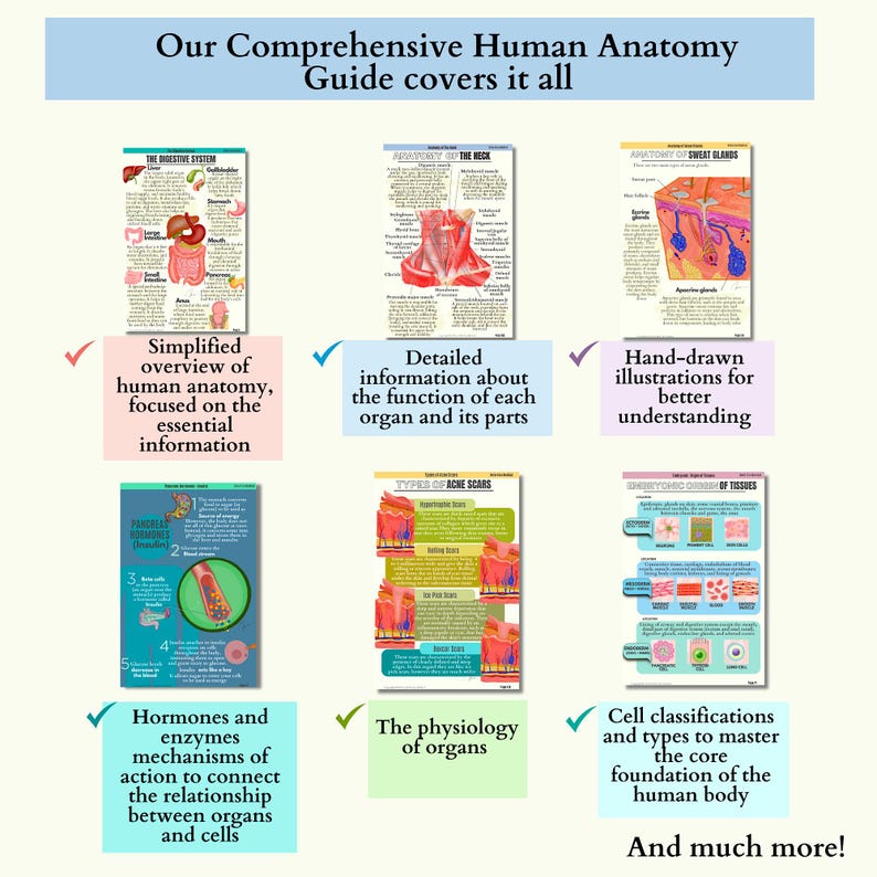 Anatomy & Physiology Study Guide | 234 Pages Hand-Drawn | Anatomy For Nursing| Nursing School Notes | Medical Notes | Human Body Systems