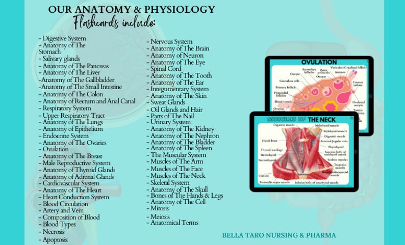 Anatomy & Physiology Flashcards | Anatomy Study Guide | Nursing School Notes | Nursing Study | Medical Notes | Instant Download PDF